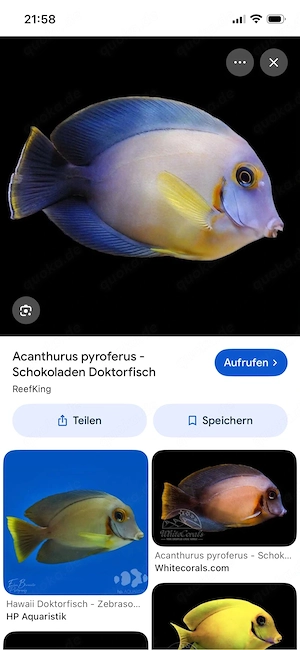 Schokoladen Doktorfisch - Acanthurus pyroferus