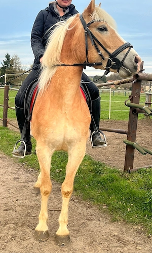 Haflinger Stute Allrounder 8 Jahre Bild 3