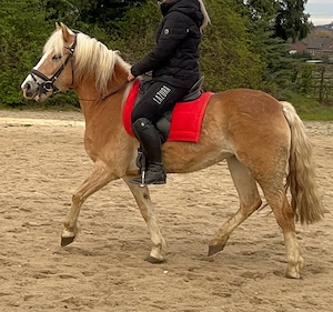 Haflinger Stute Allrounder 8 Jahre Bild 2