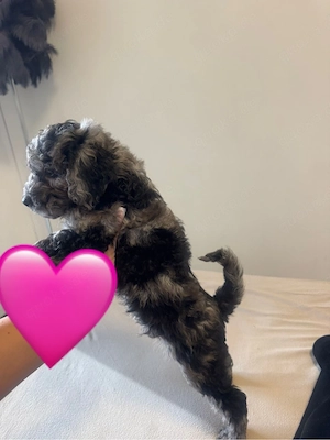 toy pudel merle welpe mini 700 gr Bild 4