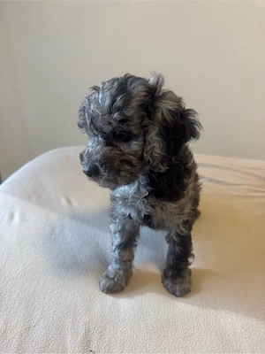 toy pudel merle welpe mini 700 gr Bild 3