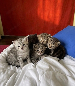 Kitten suchen ab Mai ein schönes Zuhause 