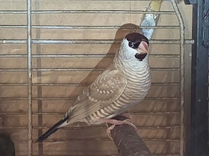 Zeresamadienen Paare  Bild 2