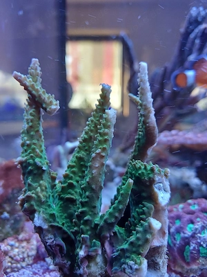 Acropora Joker SPS Bild 2