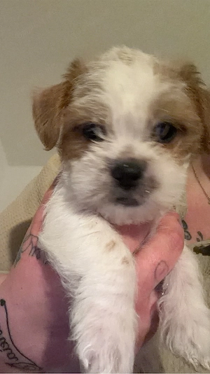 Malteser - ShihTzu Welpen suchen ein zuhause 