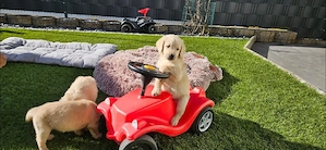 Labradoodle Welpen F1 Champagner