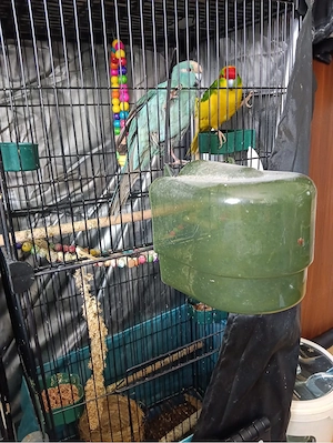 Ziegensittiche mit Käfig und zubehör