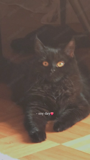 schwarze perser katze 