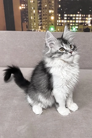 Wunderschöner, 5 Monate alter Maine-Coon-Kater   bereit für die Familie und superlieb!