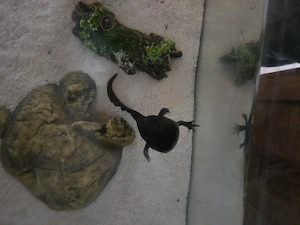 Axolotl Wildling evtl weiblich