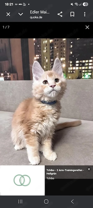 Wunderschöner Kater (5 Monate)   geimpft, sozialisiert und kinderfreundlich.