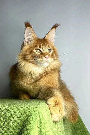 Wunderschöner Kater (5 Monate)   geimpft, sozialisiert und kinderfreundlich.