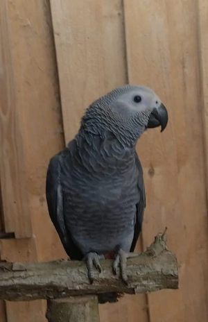 Graupapagei Junge von 2024