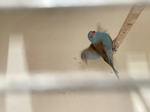 Finken zur Abgabe 2025