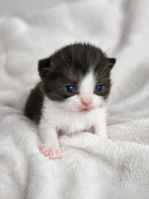 BKH Kitten  gefleckt bry12, ny 24