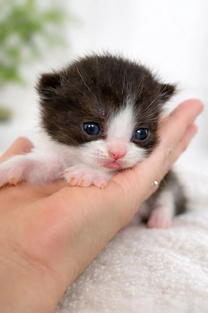 Katzenbabys bkh reinrassige Flecken grau golden Getiegert 