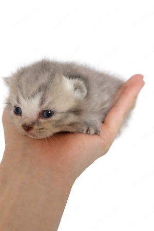 BKH Kitten grau lilack blau ny 24, bry 12