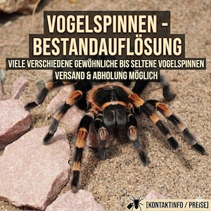 Vogelspinnen   Bestandauflösung Weibchen Männchen Unbestimmt