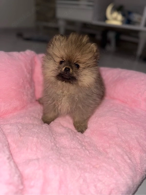 pomeranian Boo Bild 4
