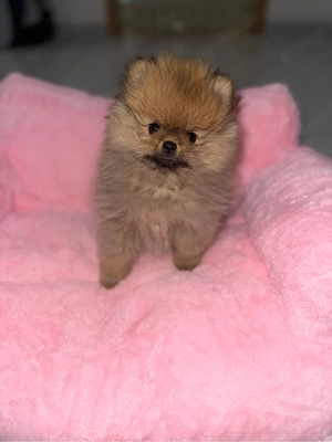pomeranian Boo Bild 5