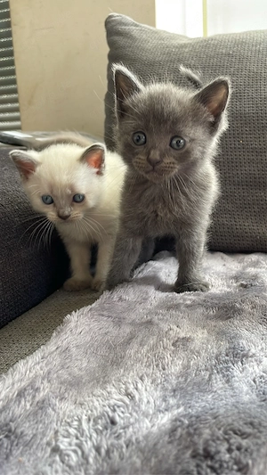 BKH Kitten Ende April Abgabe bereit Elterntiere Leben bei uns