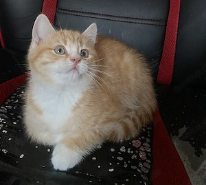   Wunderschöne Katzen suchen ein liebevolles Zuhause  