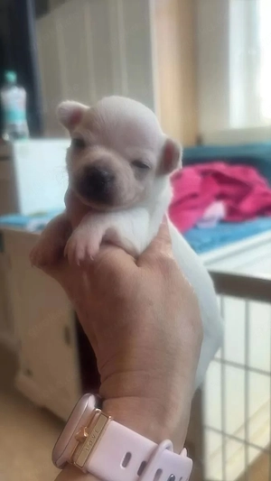 Wunderschöne, gesunde Chihuahua-Welpen suchen ein liebevolles Zuhause   3 Weibchen & 2 Männchen verf