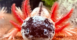 Ich suche einen Harlekin Axolotl 