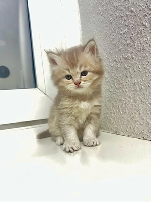 Zauberhaftes Kätzchen sucht liebevolles Zuhause