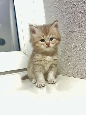 Babykatze zu verkaufen 
