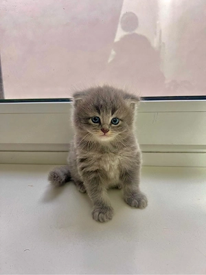 Liebevolles Katzenbaby sucht ein Zuhause