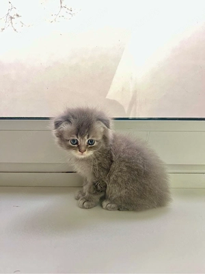 Siam Babykatzen zu verkaufen