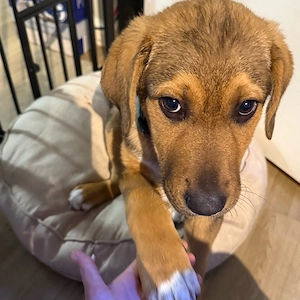 Schäferhundmischling  Tommy Bild 3