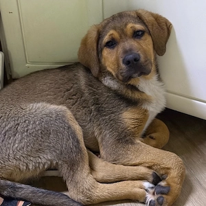 Schäferhundmischling  Tommy Bild 5