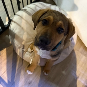 Schäferhundmischling  Tommy Bild 2