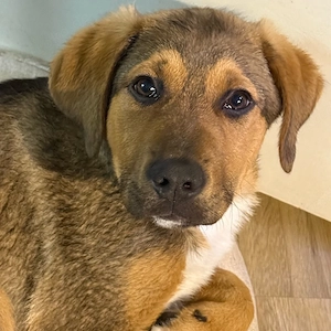 Schäferhundmischling  Tommy Bild 4