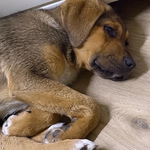 Schäferhundmischling  Tommy Bild 6