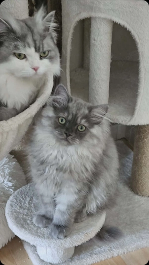 Baby Kätzchen 3 Monate alt 