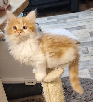 Maine Coon Kitten