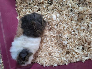 Meerschweinchen Mädel