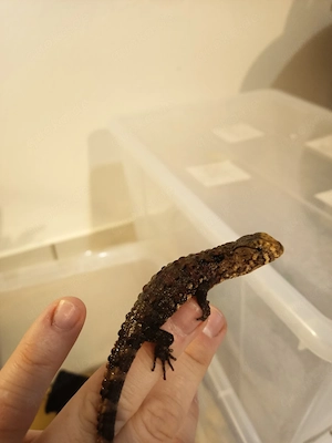 chinesische Krokodilschwanz-Echsen, lat. shinisaurus crocodilurus