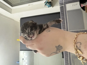 Maincoon Bkh mix kitten 