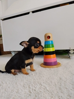 Reinrassiger Chihuahua Welpe Rüde black&tan