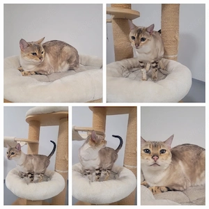 Bengalen suchen neues Zuhause 