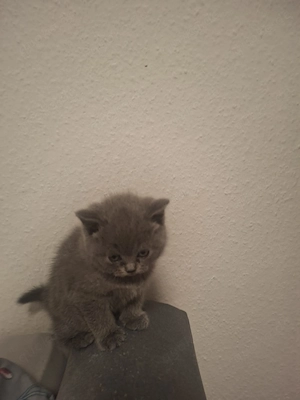 Britisch-Kurzhaar  Bild 2