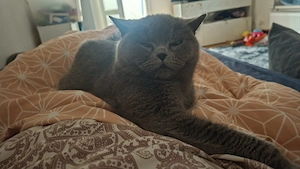 Britisch-Kurzhaar  Bild 3