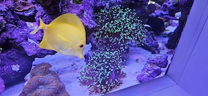 Verschiedene Euphyllia Nachzuchten 