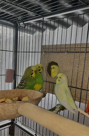 wellensittiche zu verkaufen