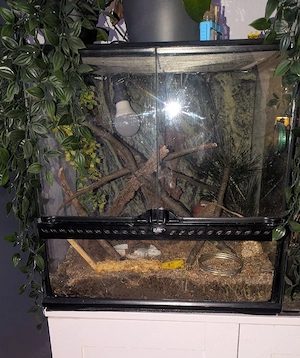 Afrikanische Zwergmäuse mit Terrarium 