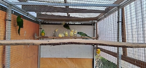 Nymphensittiche  Bild 1